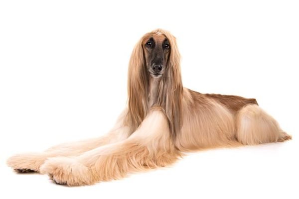 Afghan-Hound breed, Afghan hound Pet breed