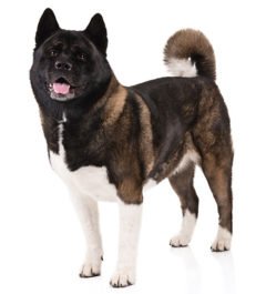 Akita Breed, Akita dog and breed