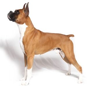 Boxer Breed