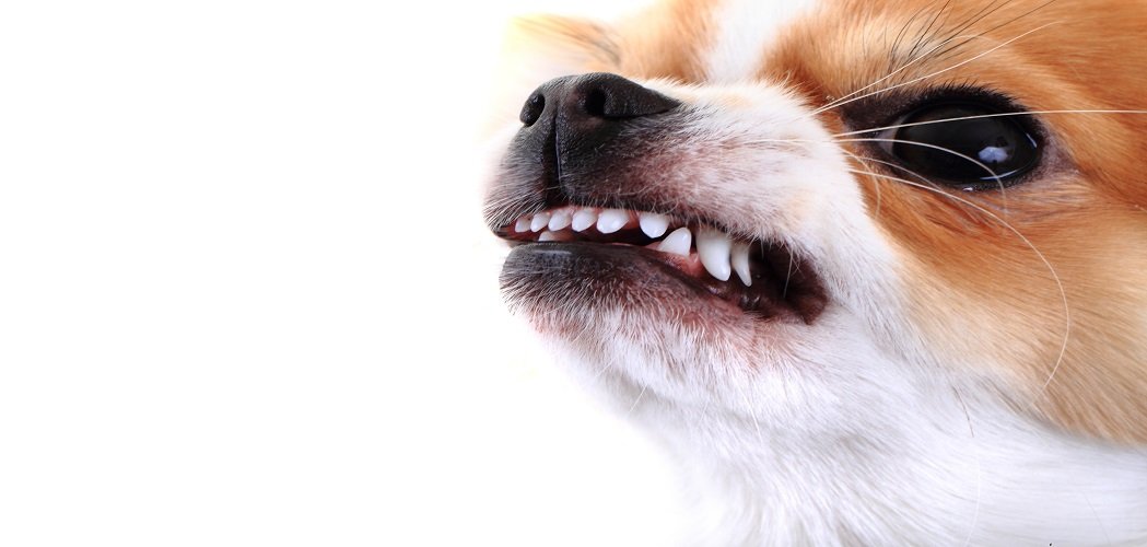 Aggression, Dog Aggression, Dog Behavior
