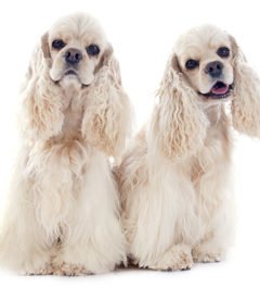 Cocker-Spaniel (American)