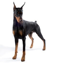 Doberman-Pinscher