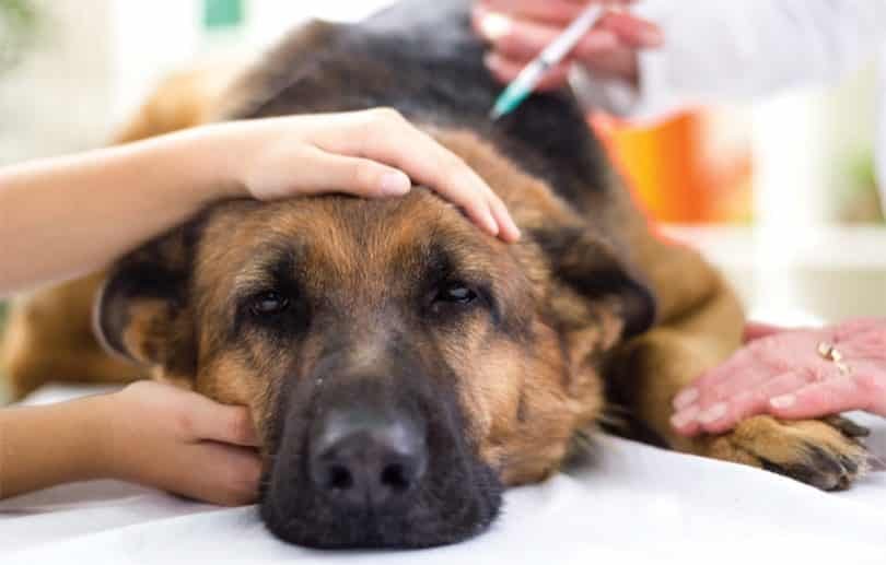 Dog Vaccination, Dog Vaccination Chart, Dog Vaccination information