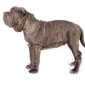 Neapolitan-Mastiff dogs