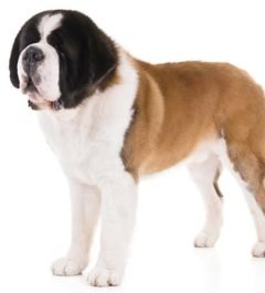 Saint-Bernard, Saint-Bernard dogs, Saint-Bernard dogs information in India