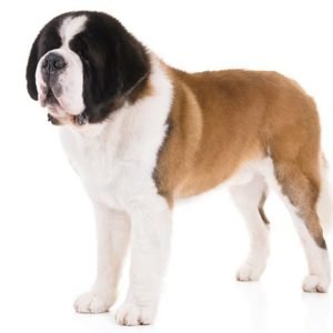 Saint-Bernard, Saint-Bernard dogs, Saint-Bernard dogs information in India