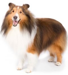 Shetland-Sheepdog, Shetland-Sheepdog Dogs, Shetland-Sheepdog Dogs information in india