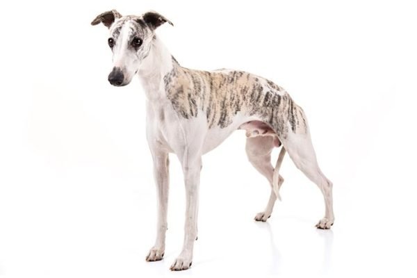 Whippet, Whippet Dogs, Whippet dogs information