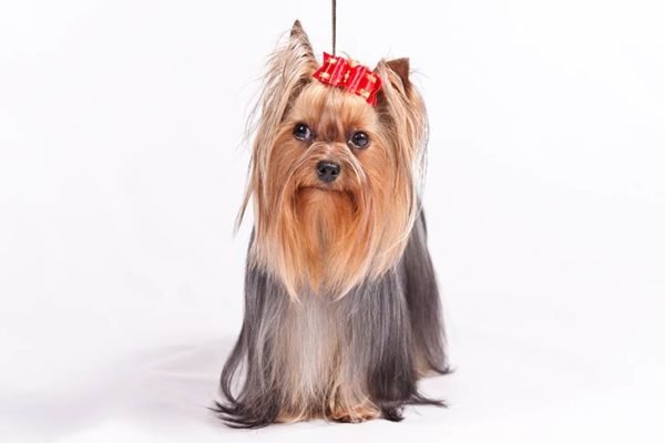 Yorkshire-Terrier, Yorkshire-Terrier Dogs, Yorkshire-Terrier Dogs information